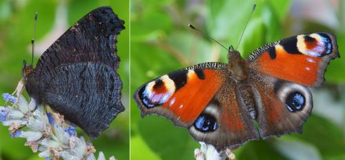 Réf. 179 658 : Aglais io